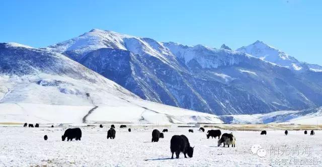 青海深巷中的秘密花园,探寻青海特色小店之谜